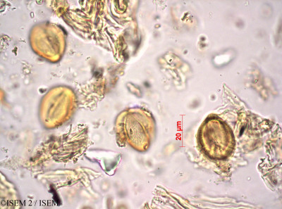 ISEM 2/Boscia_caffra_24957/Boscia_caffra_24957_0001(copy)_thumb.jpg